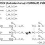 Lipidek - hidrolizálható neutrális zsírok